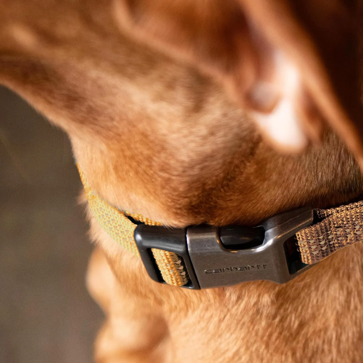 Carhartt Fully Adjustable Nylon Webbing Collars for Dogs, Reflective Stitching for Visibility, Carhartt Brown (Nylon Webbing), Large