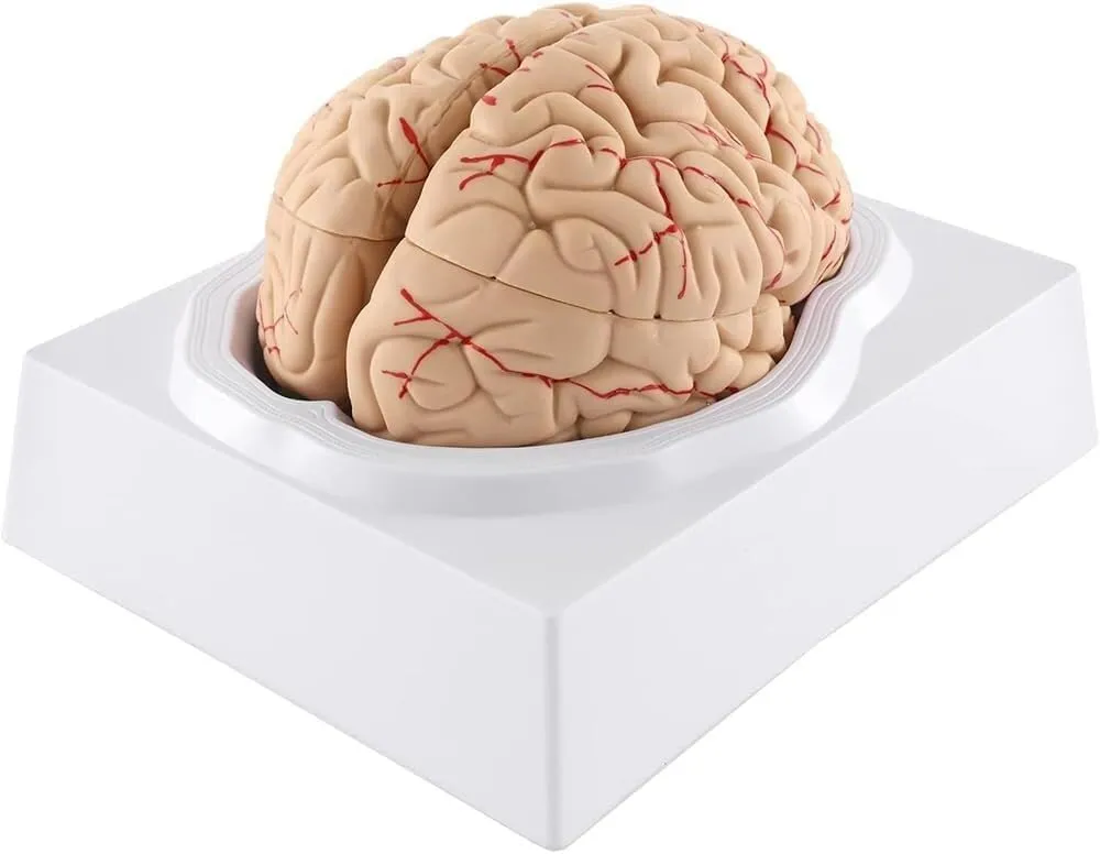 Life-Size Brain Anatomy Model, 8-Part Brain Model, Teaching Neuroscience Model, Display Base, Suitable for Science Classroom Learning, Medical Teaching Display