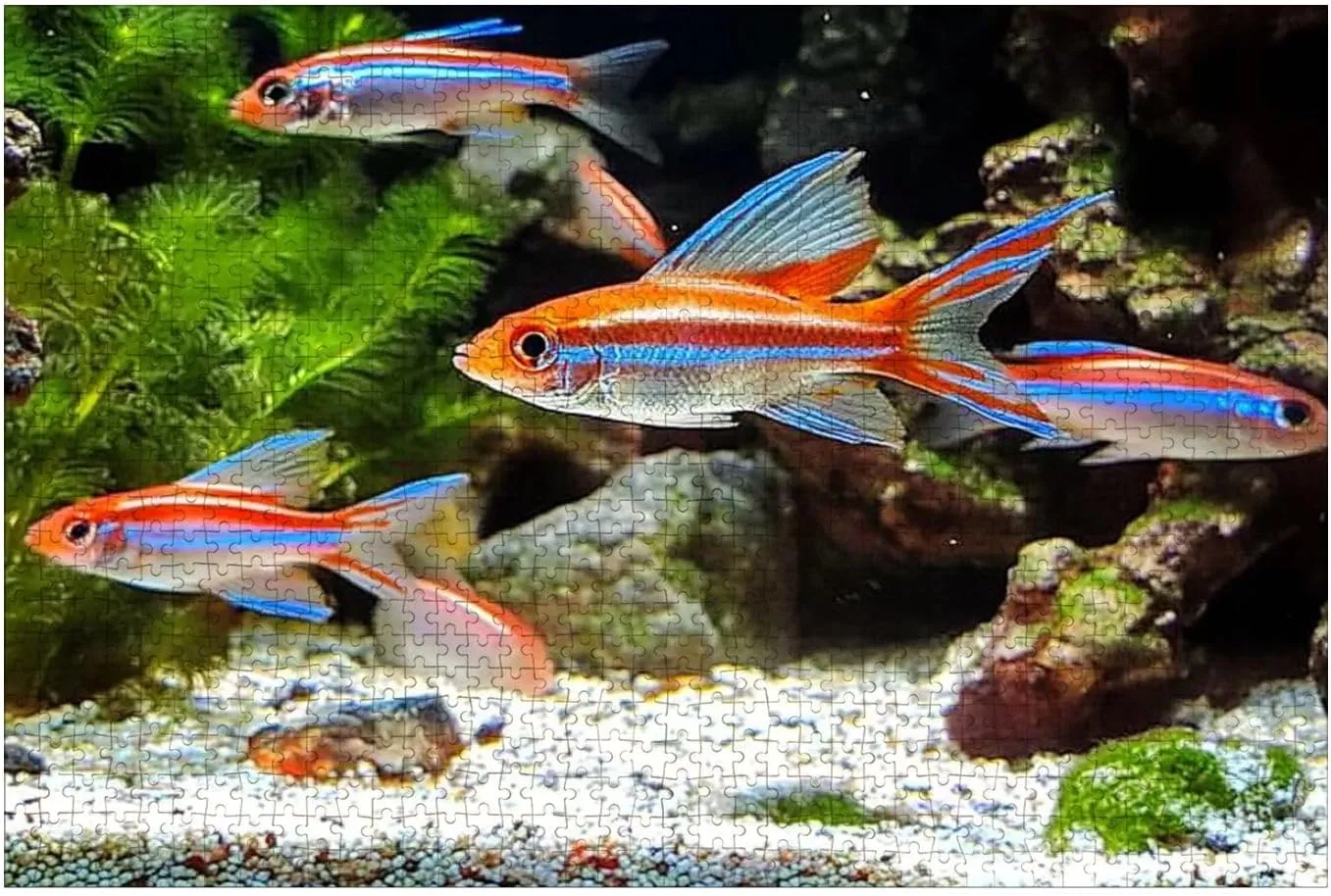 Puzzles for Adults 1000 Pieces landscaped Freshwater Tropical Aquarium Fish Tank neon Guppies Wooden Jigsaw Puzzles Challenging Fun Educational Family Games Kid Toys Art Work Gift Home Decor