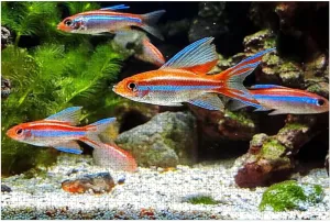 Puzzles for Adults 1000 Pieces landscaped Freshwater Tropical Aquarium Fish Tank neon Guppies Wooden Jigsaw Puzzles Challenging Fun Educational Family Games Kid Toys Art Work Gift Home Decor