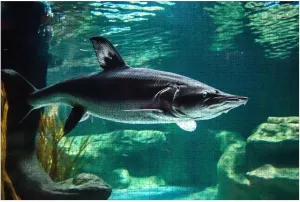 Puzzles for Adults 1000 Pieces Large Fish Known as Great Sturgeon is Swiming Underwater Wooden Jigsaw Puzzles Challenging Fun Educational Family Games Kid Toys Art Work Gift Home Decor