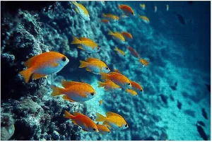 Puzzles for Adults 1000 Pieces Tropical Fishes Swimming Colorful Corals Wooden Jigsaw Puzzles Challenging Fun Educational Family Games Kid Toys Art Work Gift Home Decor