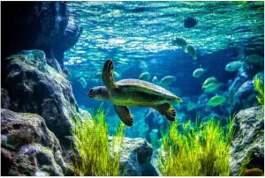 Puzzles for Adults 1000 Pieces Turtle Swimming Tank Fish Wooden Jigsaw Puzzles Challenging Fun Educational Family Games Kid Toys Art Work Gift Home Decor